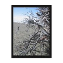 Bleached Roots Postcards