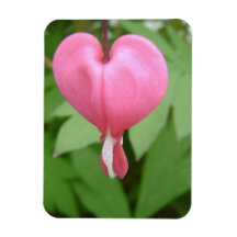 Bleed Heart Blossom Premium Magnet