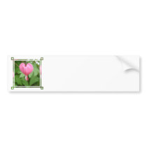 Bleeding Heart Blossom Bumper Stickers