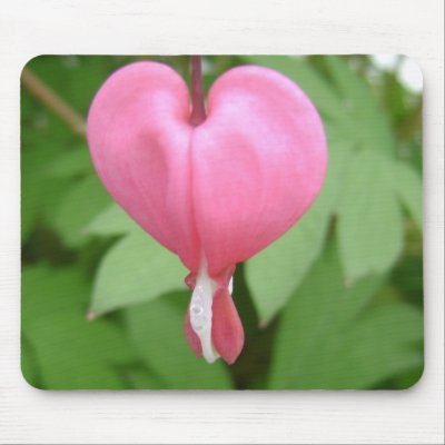 Bleeding Heart Blossom Mouse Pad by PerennialGardens