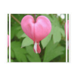 Bleeding Heart Blossom Postcard