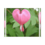 Bleeding Heart Blossom Postcard