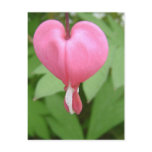 Bleeding Heart Blossom Postcard