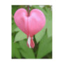 Bleeding Heart Blossom Postcard