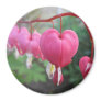 Bleeding Heart (Dicentra) Fridge Magnet