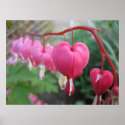 Bleeding Heart (Dicentra) posters