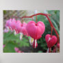 Bleeding Heart (Dicentra) Print