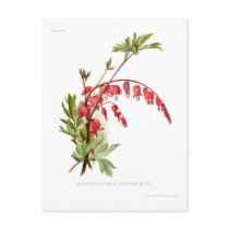 Bleeding Heart (Dicentra spectablis) Postcard