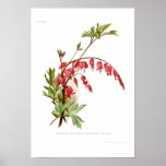 Bleeding Heart (Dicentra spectablis) Posters