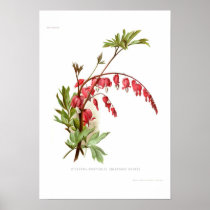Bleeding Heart (Dicentra spectablis) Posters