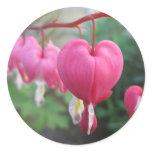 Bleeding Heart (Dicentra) Sticker
