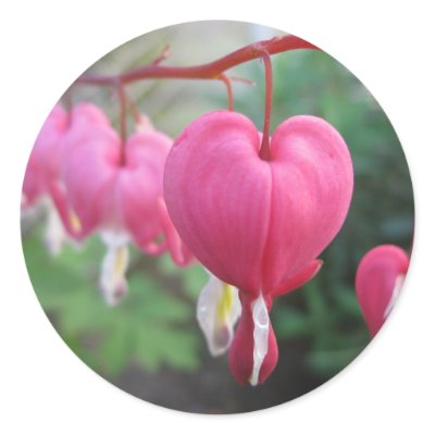 Bleeding Heart (Dicentra) Sticker by scarletfox