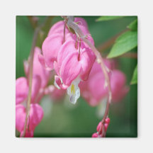 Bleeding Heart Flowers Magnet