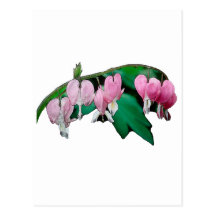 Bleeding Heart Flowers Post Cards
