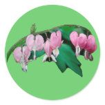 Bleeding Heart Flowers