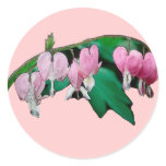 Bleeding Heart Flowers