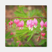 Bleeding Heart Flowers With Heart Petals Refrigerator Magnet
