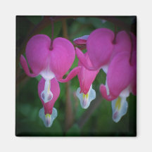 Bleeding Heart Fridge Magnet