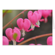 bleeding heart greeting card