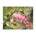 Bleeding Heart Perennials Postcard
