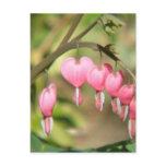 Bleeding Heart Perennials Postcard