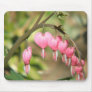Bleeding Heart Perennials use Pad