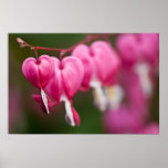Bleeding Heart Poster