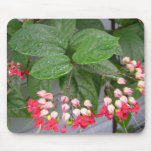 Bleeding Heart usepad