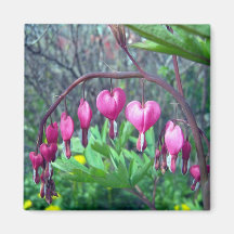 Bleeding Hearts 1 Magnet