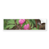 Bleeding hearts bumper sticker