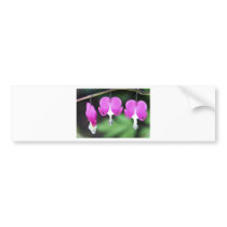Bleeding Hearts Bumper Sticker