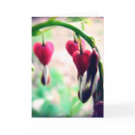 Bleeding Hearts Greeting Card