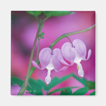 Bleeding Hearts Connecting In Garden. Credit Magnets