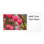 Bleeding Hearts Picture Custom Photo Card