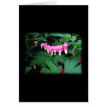 Bleeding Hearts. Pink Flowers. Greeting Card