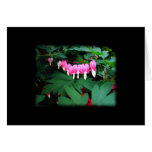 Bleeding Hearts. Pink Flowers. Greeting Card