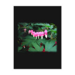 Bleeding Hearts. Pink Flowers. Postcard