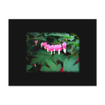 Bleeding Hearts. Pink Flowers. Post Cards