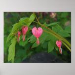 Bleeding Hearts Poster