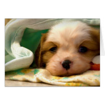 Blenheim puppy under blanket greeting cards