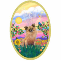 Blessing - Chihuahua (Lg Haired)