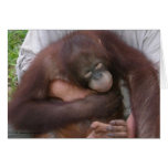 Blind Baby Orangutan Overcoming Disabilities Card
