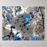 Blissful Blossoms Poster posters