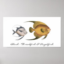 Bloch - Threadfish & Angelfish Poster