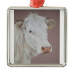 Blonde D'Aquitaine Cow Christmas Ornaments
