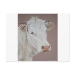 Blonde D'Aquitaine cow Post Card