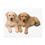 blonde lab puppies post card