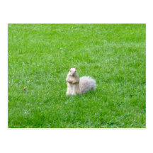 Blonde Squirrel Postcards