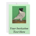 Blondinette Frill Pigeon Announcement