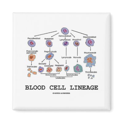 Blood Cell Lineage (Biology Health Medicine) Refrigerator Magnets by wordsunwords